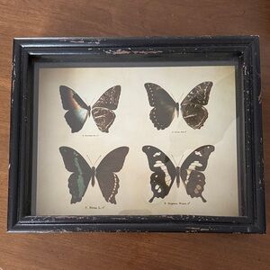 Framed Butterfly Wall Art in Black Frame